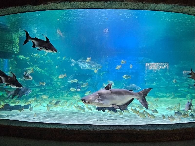 Aquatic Wonders of Tonle Sap