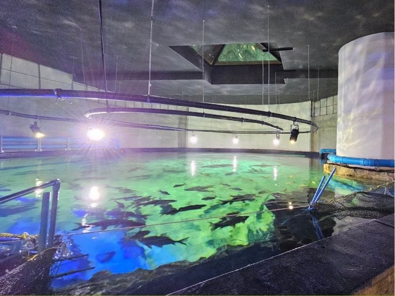 Aquatic Wonders of Tonle Sap