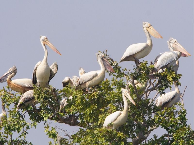 Birdwatching and floating village expedition