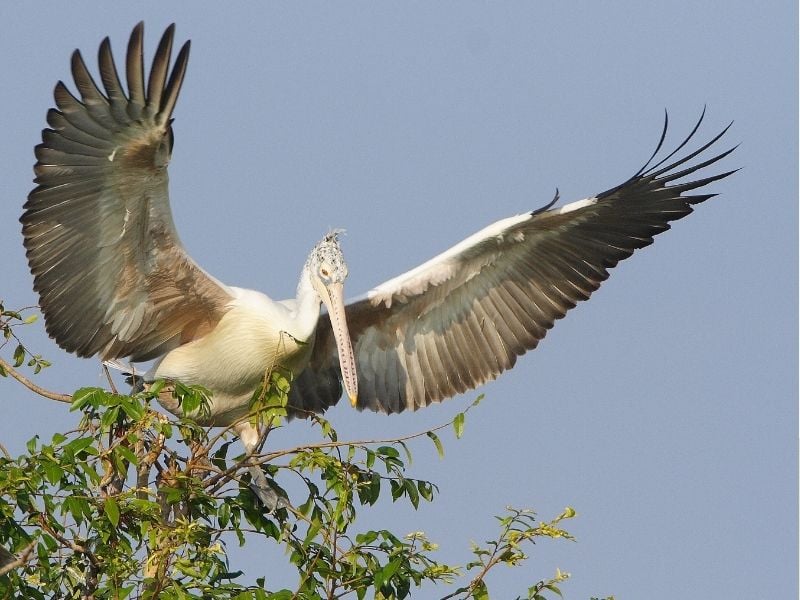 Birdwatching and floating village expedition