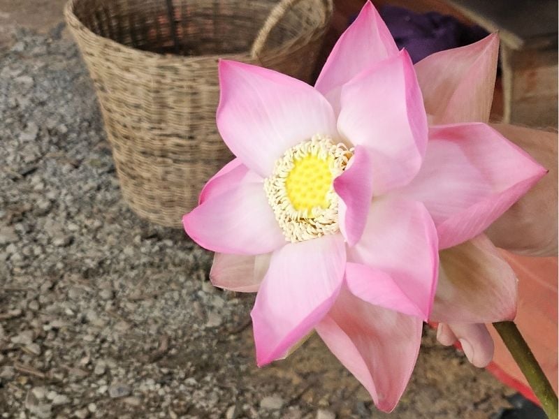 Discover the Magic of the Lotus