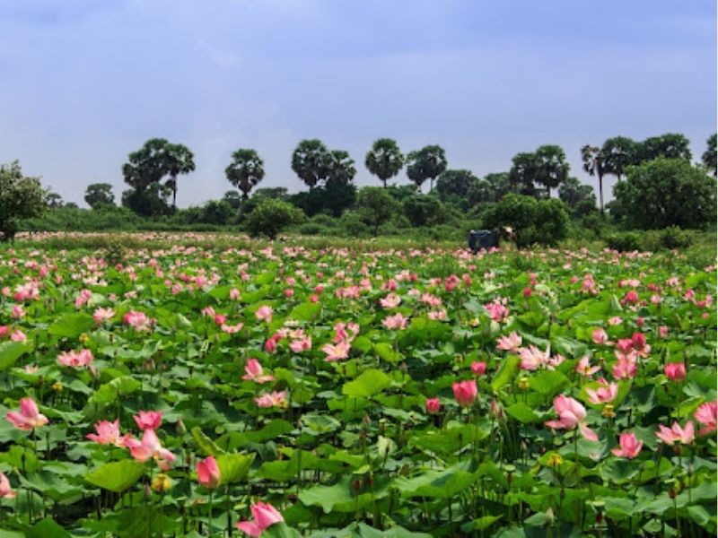 Discover the Magic of the Lotus