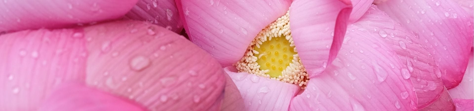 Image of Discover the Magic of the Lotus