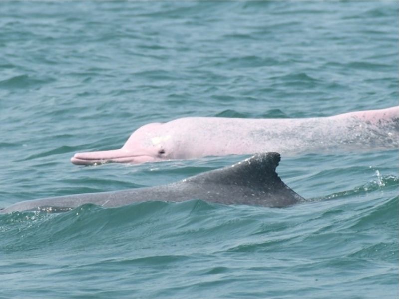 Dolphin Coastal Expedition