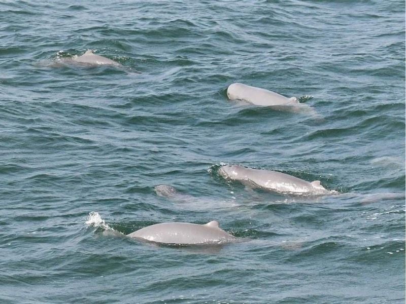 Dolphin Coastal Expedition