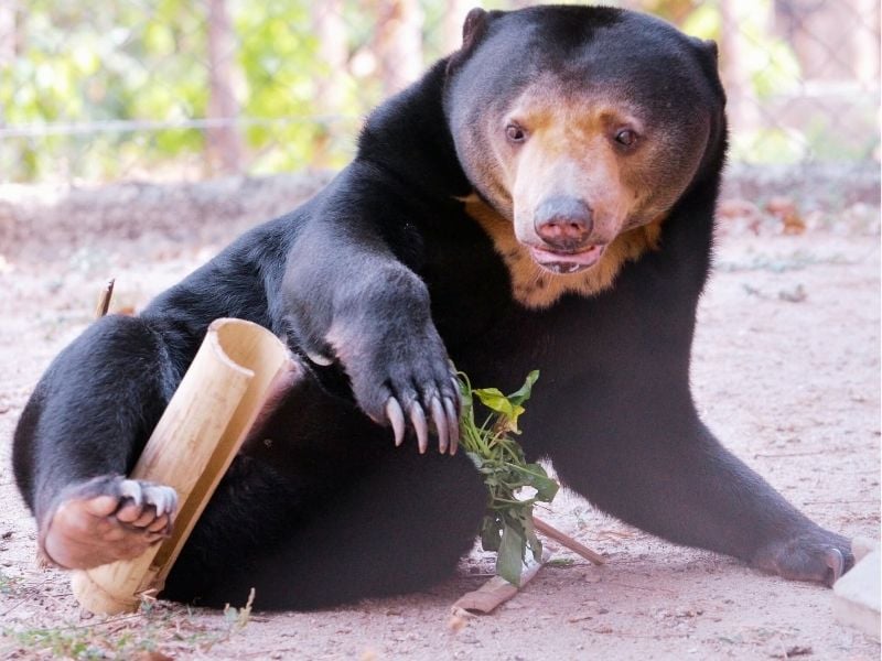 Free The Bears At Phnom Tamao