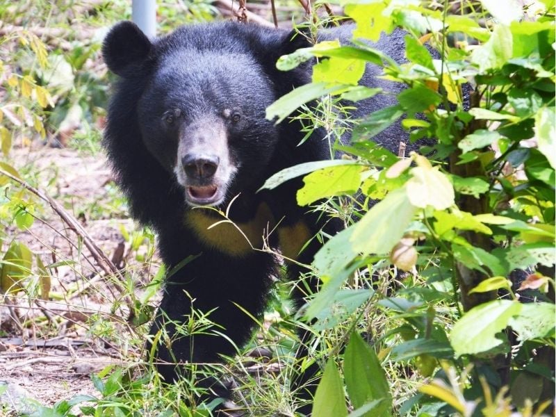 Free The Bears At Phnom Tamao