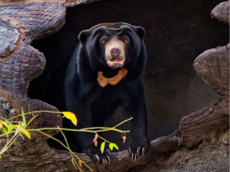 Free The Bears At Phnom Tamao