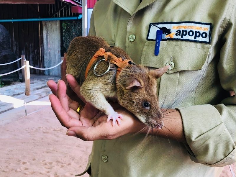 HeroRats - Preah Dak and Banteay Srei