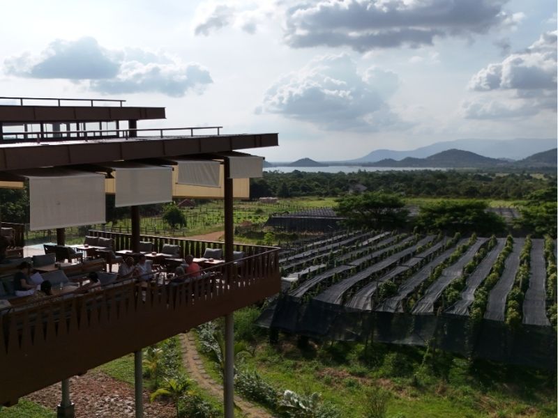 Kampot Pepper at sunset