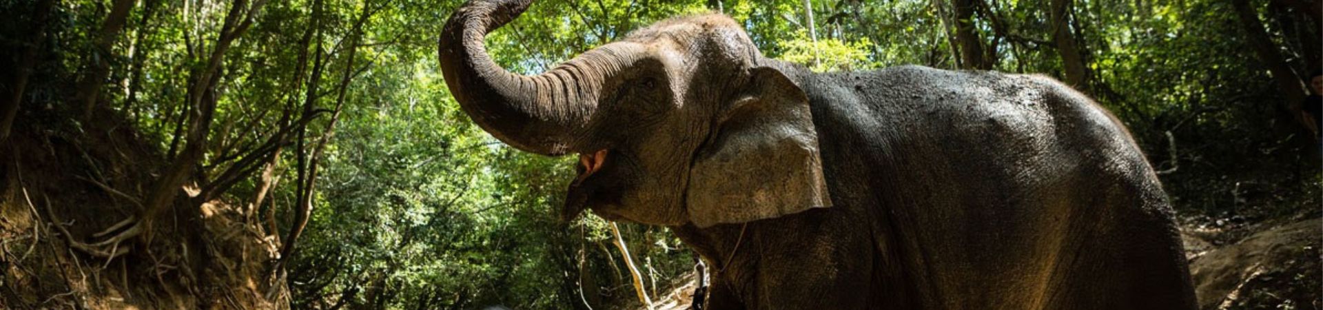 Image of Kulen Elephant Forest & Beng Mealea Jeep Tour (join-in)