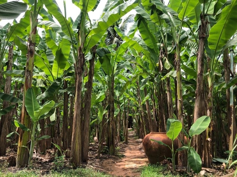 Rural Village Communities Walk