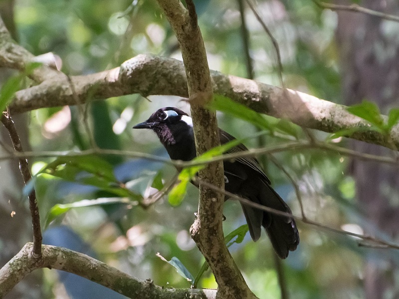 Siem Reap Bird Watching