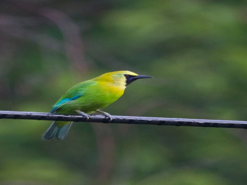 Siem Reap Bird Watching