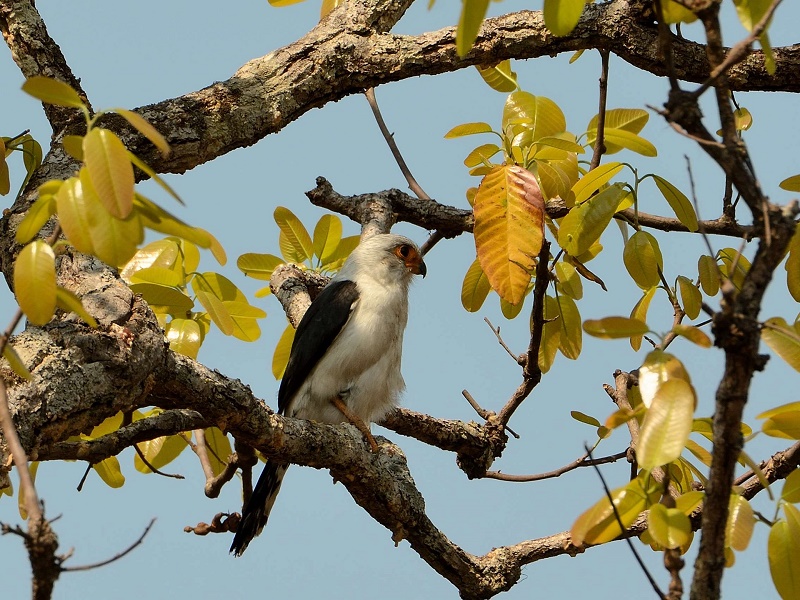 Siem Reap Bird Watching
