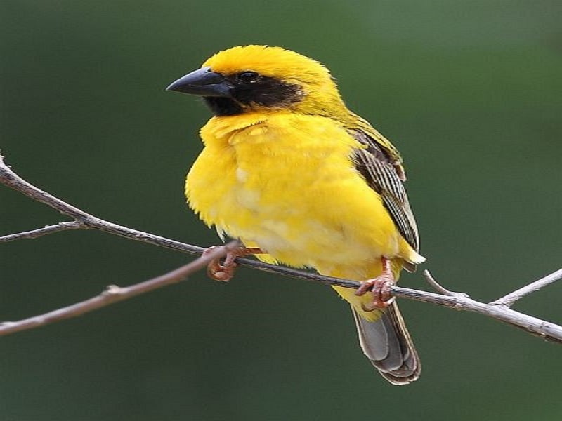 Siem Reap Bird Watching