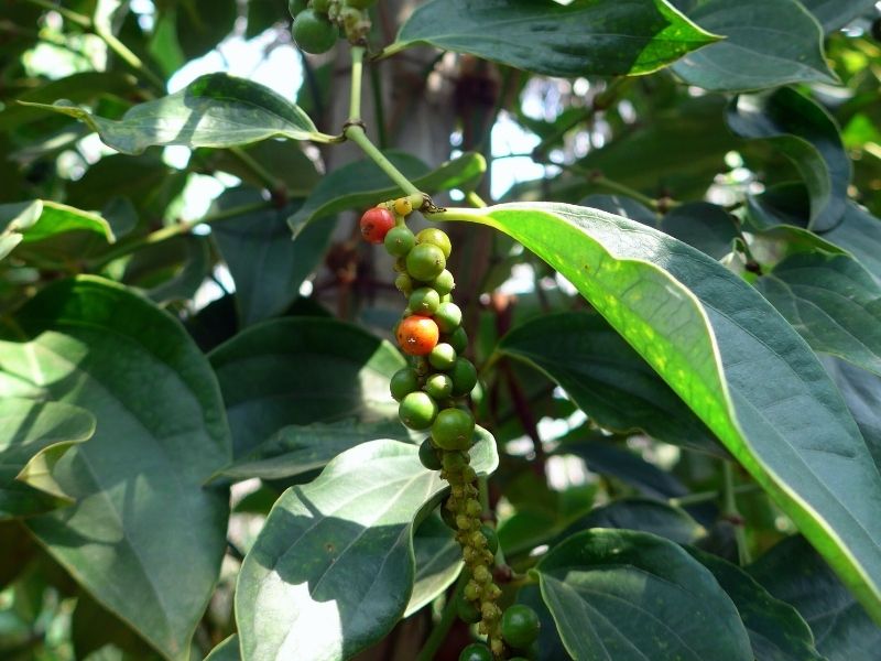 Taste Kampot Pepper (Join-in)