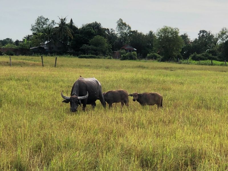 Temples and Countryside by Bicycle