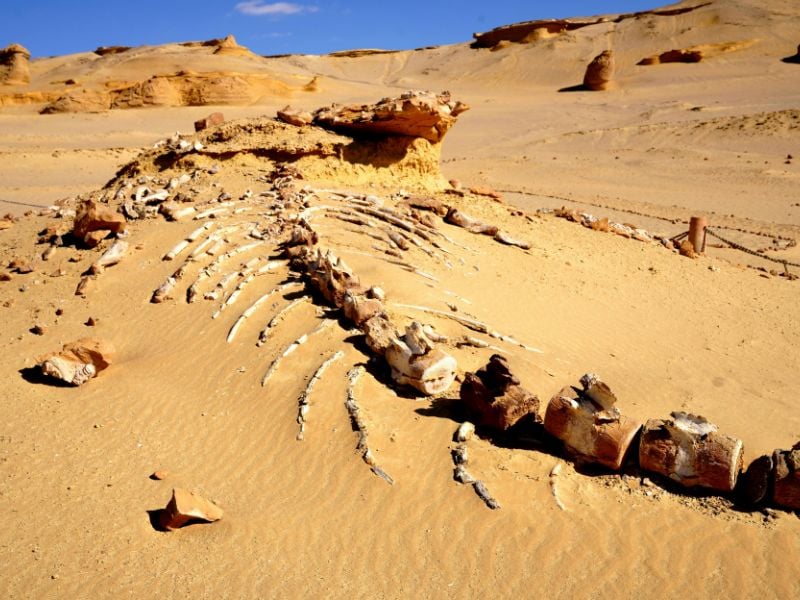 Highlights of Fayoum Oasis