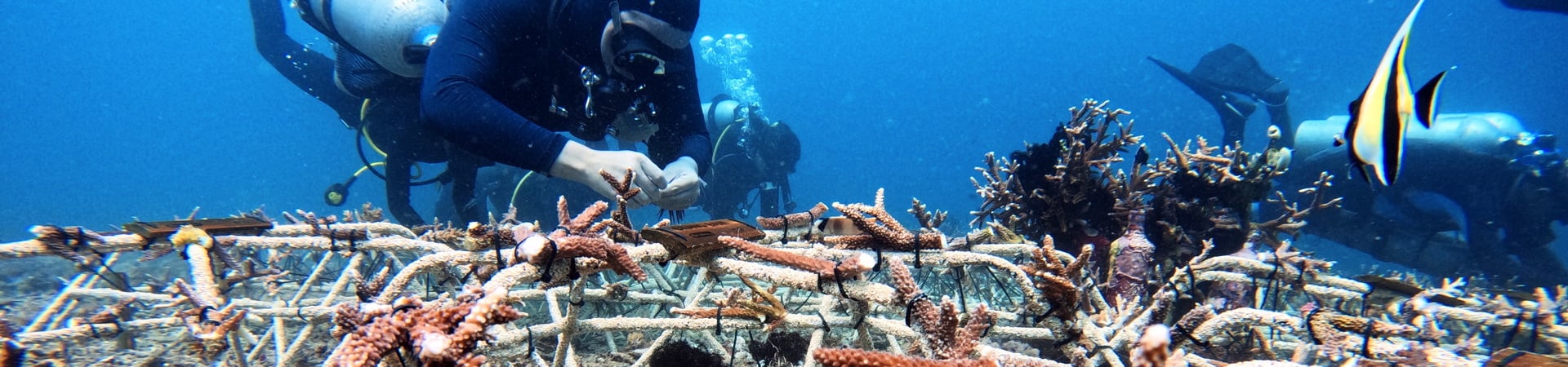 Image of A Restoration Snorkel Experience