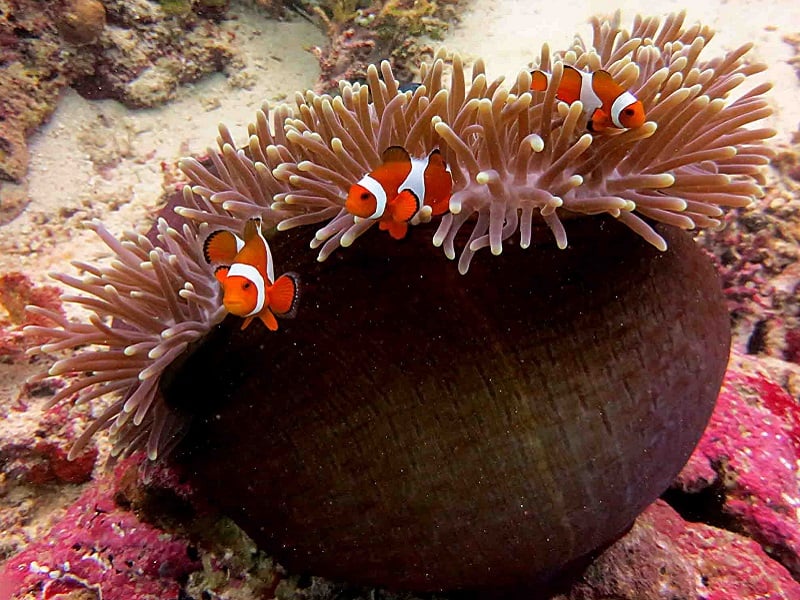 Amed Dive 2x Dives Bali