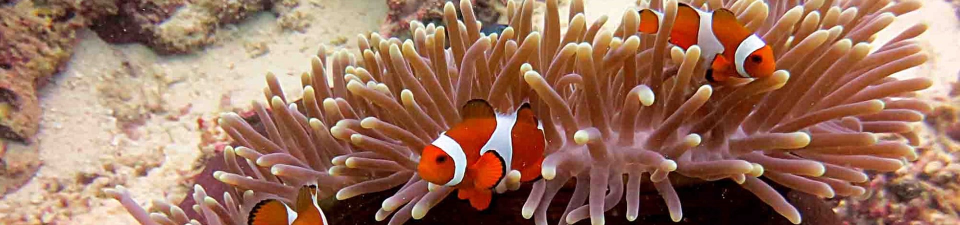 Image of Amed Dive 2x Dives Bali