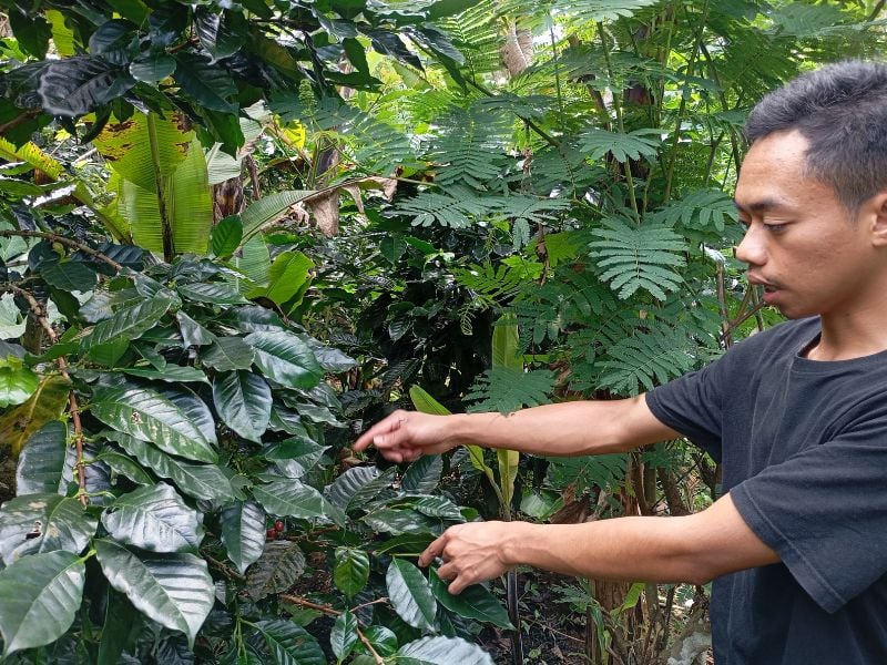 An Introduction to Java Coffee