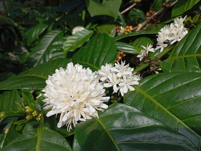 An Introduction to Java Coffee