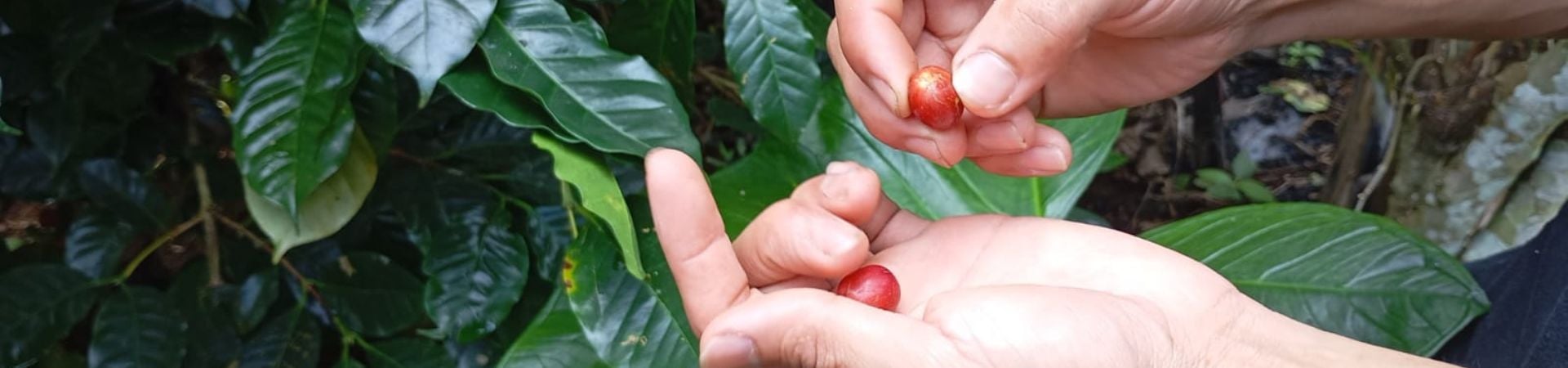 Image of An Introduction to Java Coffee