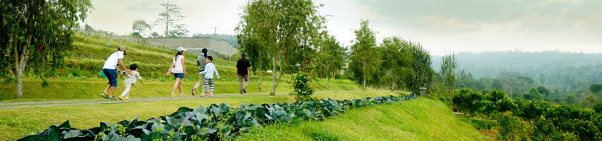 Image of Bali Coffee, Vistas and Culture