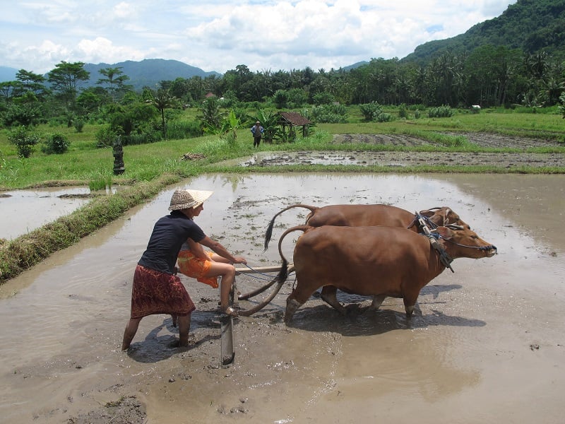 Bali Countryside
