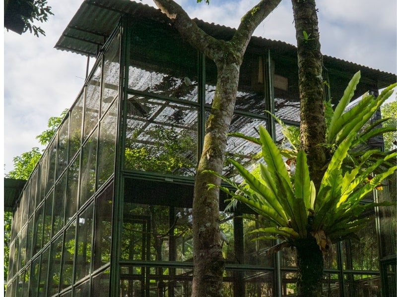 Bali Starling Story, House of Masks & Puppets