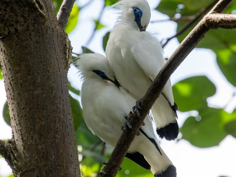 Bali Starling Story, House of Masks & Puppets