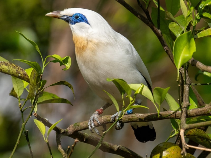 Bali Starling Story, House of Masks & Puppets