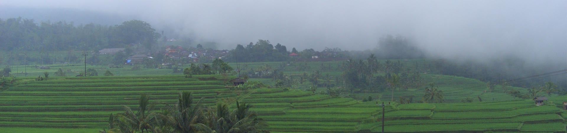 Image of Bali Survive and Revive