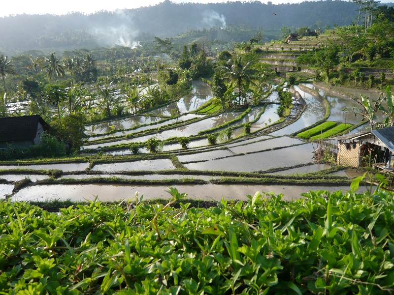 Besakih Temple and Sidemen Cycling