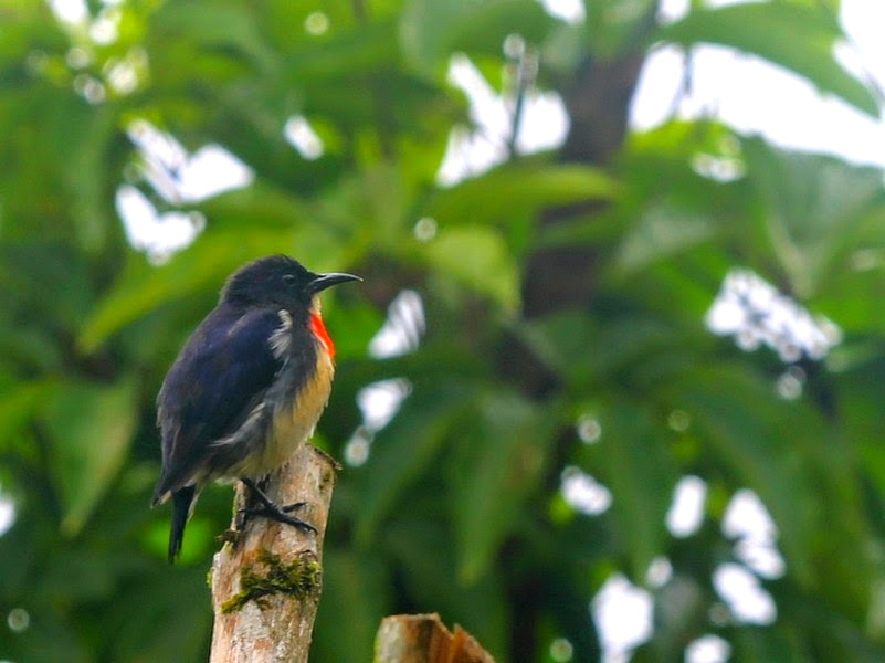 Central Highland Birds Walk and Wonders of Flora
