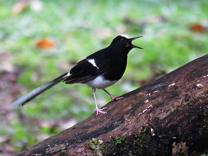 Central Highland Birds Walk and Wonders of Flora