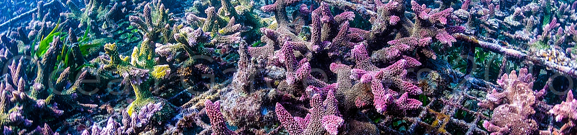 Image of Coral Farming with a Marine Biologist