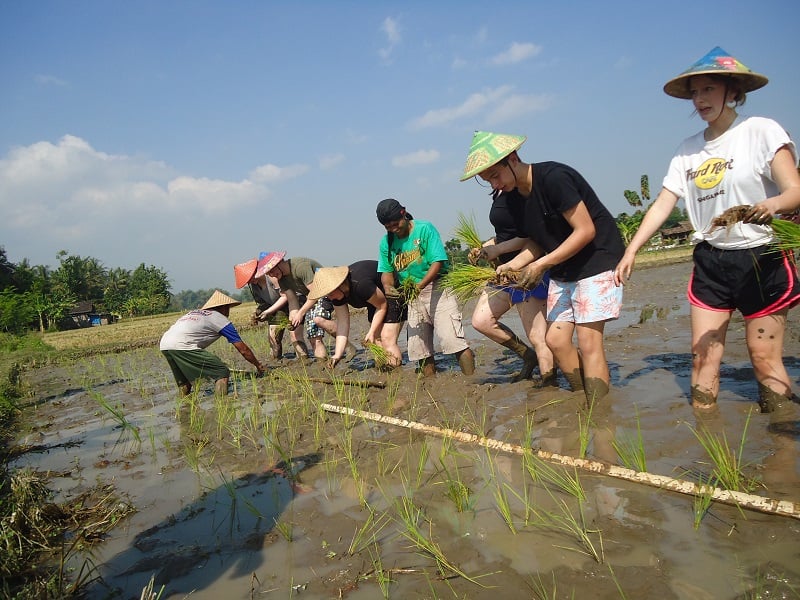 Cycling and Ricefields Yogjakarta