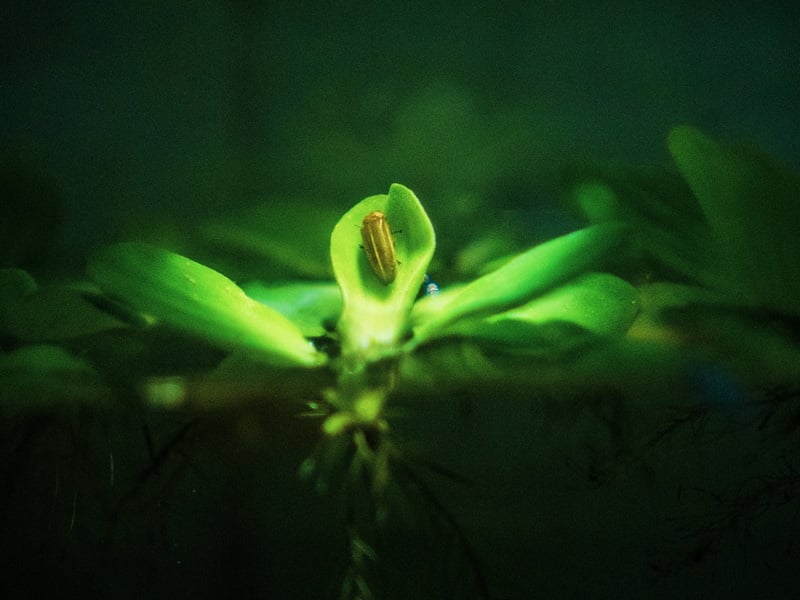 Discover Bali’s Soul: Fireflies Journey