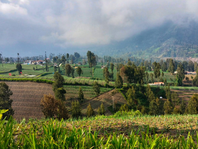 Discover Tengger Tribe, Guardians of Bromo