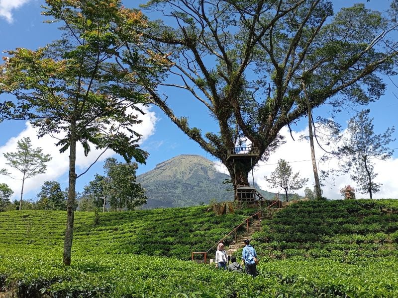 Explore Dieng Highlands
