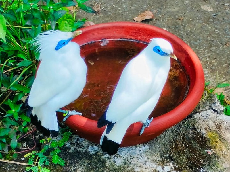 Exploring West Bali’s Backroads by VW Safari