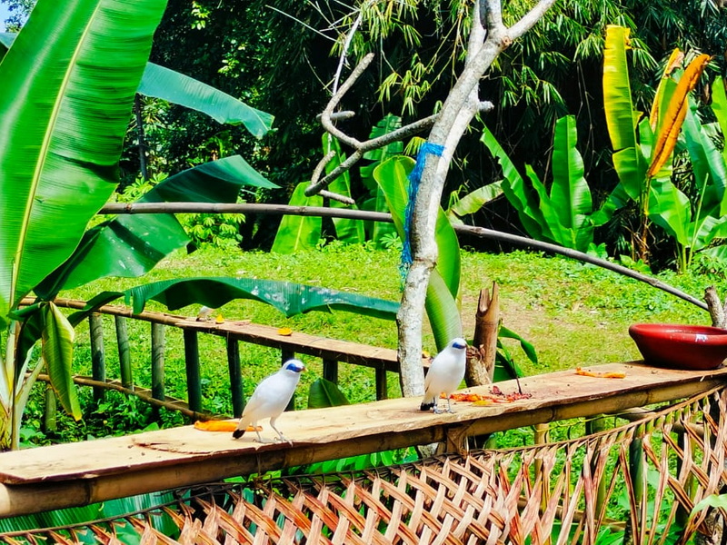 Exploring West Bali’s Backroads by VW Safari