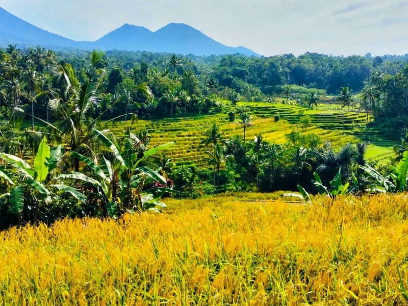 Exploring West Bali’s Backroads by VW Safari