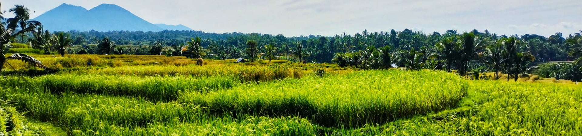 Image of Exploring West Bali’s Backroads by VW Safari