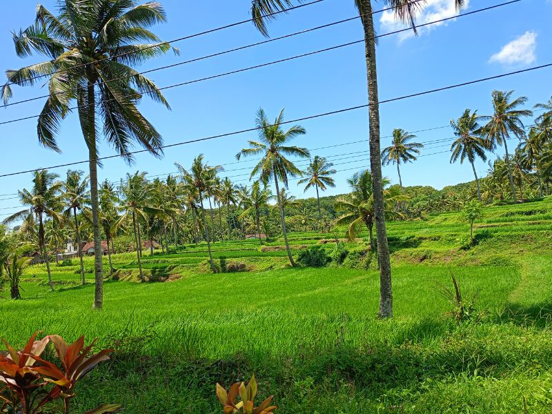 Gombeng Village and Plantation Tour