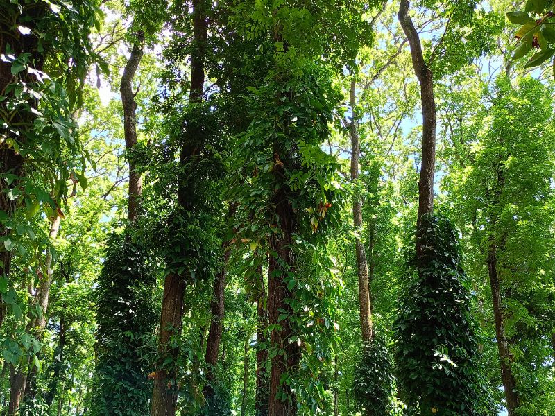 Gombeng Village and Plantation Tour