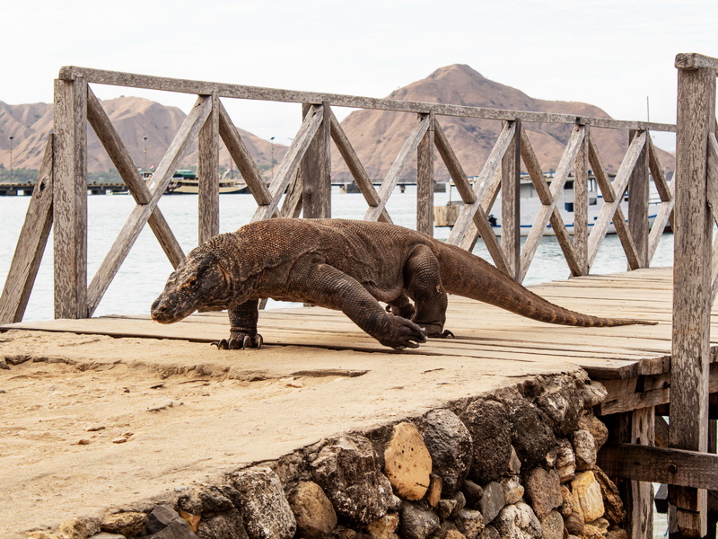 Island Wonders of Komodo